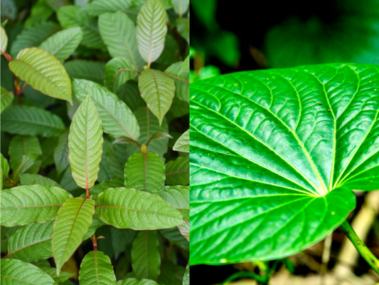 Kava vs Kratom