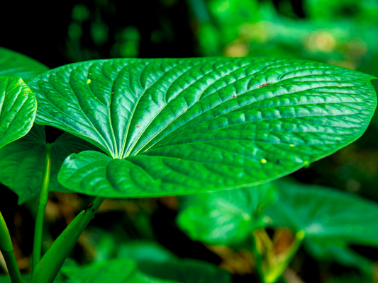 Kava Root